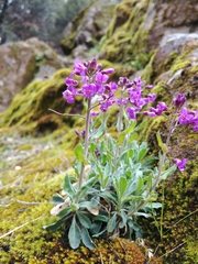 Boechera breweri shastaensis