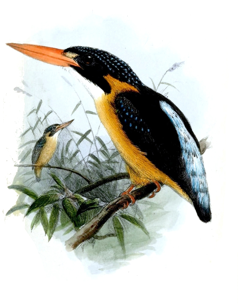 Buru Dwarf-Kingfisher
