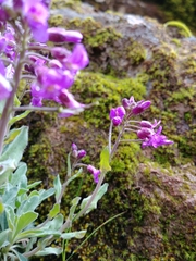 Boechera breweri shastaensis