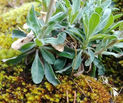 Boechera breweri shastaensis