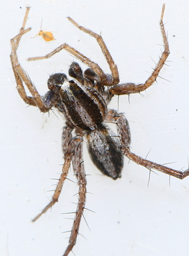 Pardosa schenkeli · iNaturalist United Kingdom