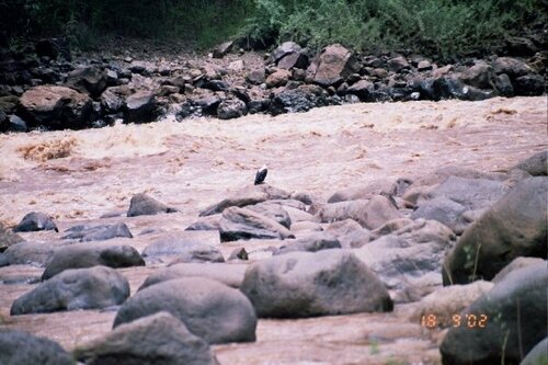 African Fish-Eagle