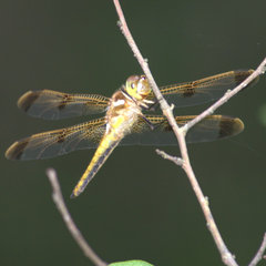 Libellula semifasciata