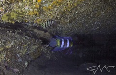 Hypoplectrodes annulatus