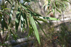 Hakea eriantha