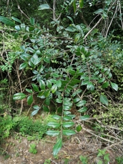 Clausena anisata