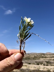 Nerisyrenia linearifolia