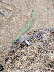 Coprinopsis stercorea