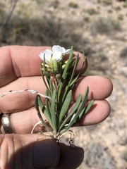 Nerisyrenia linearifolia
