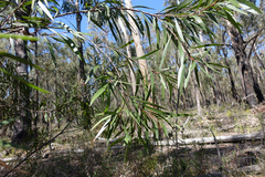 Hakea eriantha