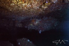 Hypoplectrodes annulatus