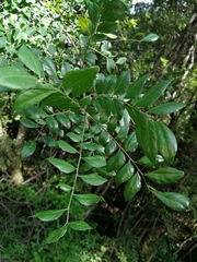 Clausena anisata