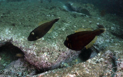 Eubalichthys bucephalus