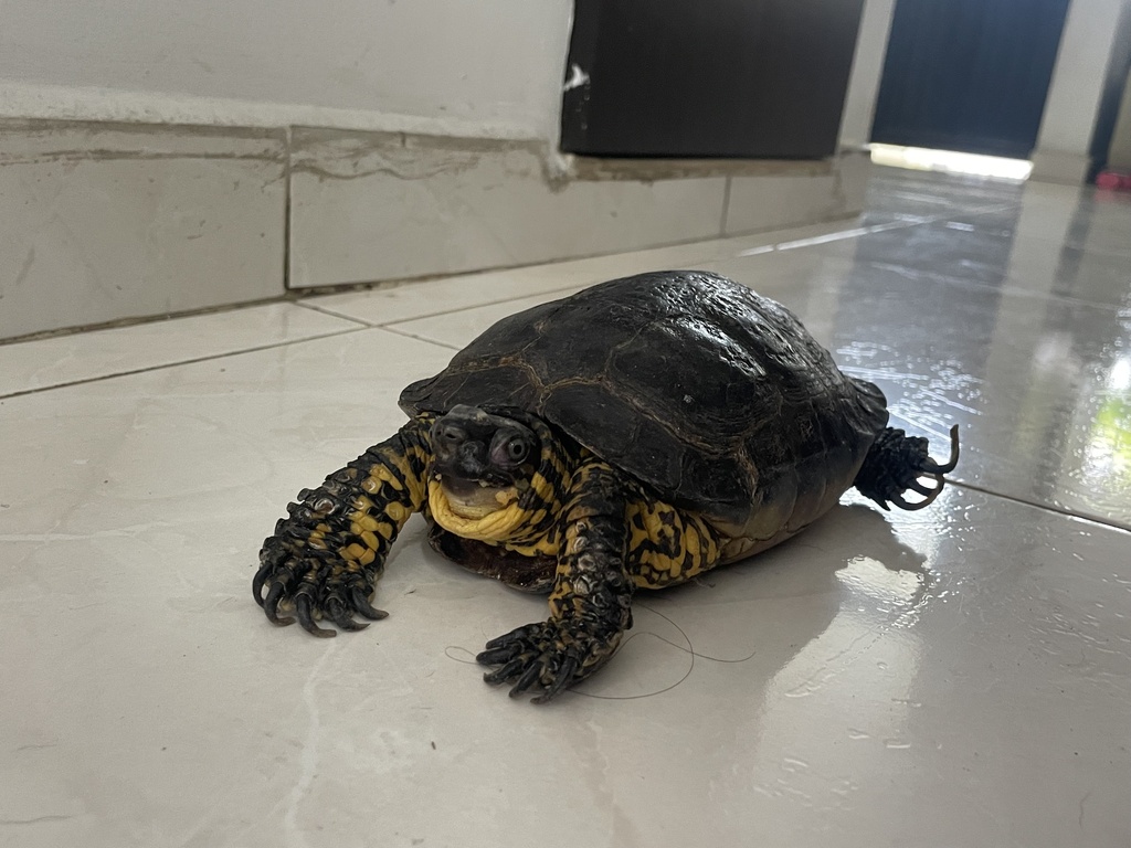 Colombian Wood Turtle from Avenida 2F Norte, Cali, Valle del Cauca, CO ...