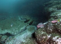 Eubalichthys bucephalus