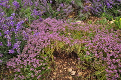 Thymus callieri