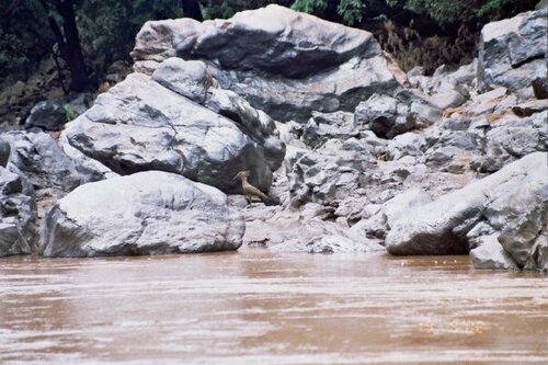 Hamerkop