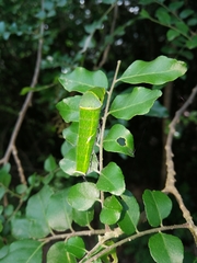 Clausena anisata