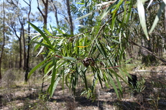 Hakea eriantha