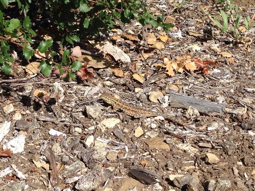 iNaturalist observation photo of Western Side-blotched Lizard