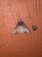 Orthosia transparens