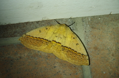 Anthela nicothoe