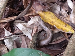 Sphenomorphus indicus