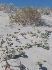 Gomphrena portulacoides, photograph Seba Fernández, CC BY, iNaturalist via GBIF