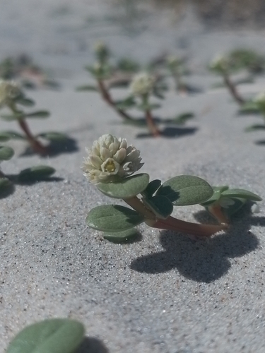 Gomphrena portulacoides, photograph 4