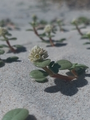 Gomphrena portulacoides, photograph Seba Fernández, CC BY, iNaturalist via GBIF