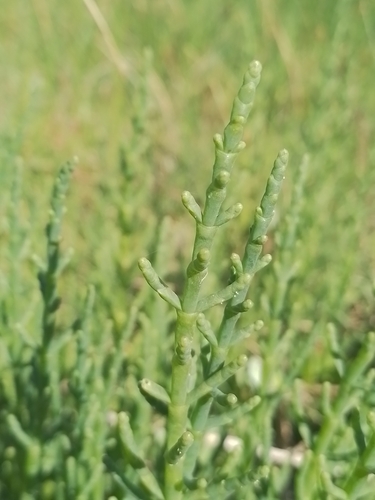 Salicornia ambigua, photograph 1
