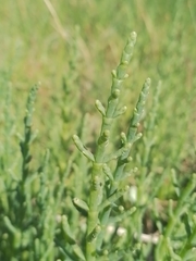 Salicornia ambigua, photograph Seba Fernández, CC BY, iNaturalist via GBIF