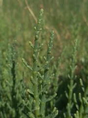 Salicornia ambigua, photograph Seba Fernández, CC BY, iNaturalist via GBIF