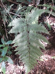 Leptolepia novae-zelandiae