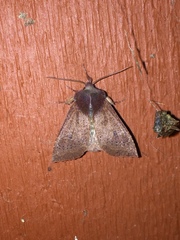 Orthosia transparens