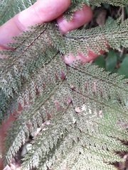 Leptolepia novae-zelandiae