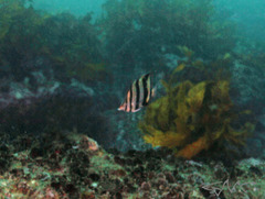 Chelmonops truncatus