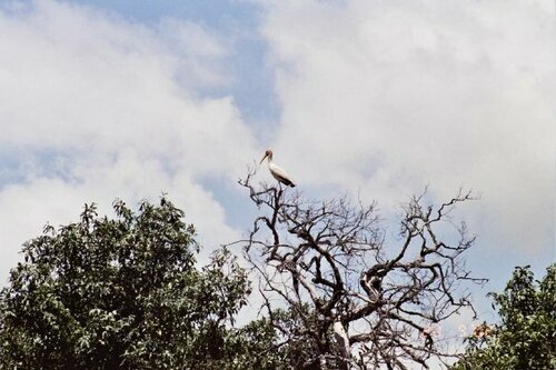 Yellow-billed Stork