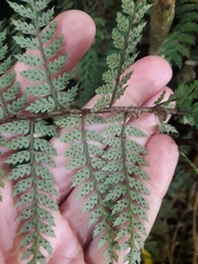 Polystichum silvaticum