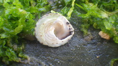 Bembicium vittatum