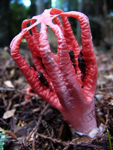 Devil S Fingers Clathrus Archeri Inaturalist Nz