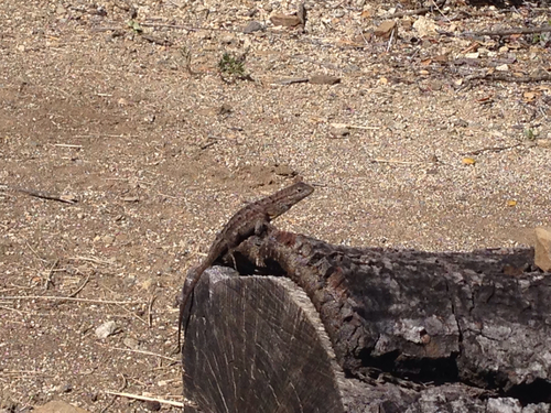 iNaturalist observation photo of Western Fence Lizard