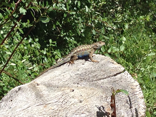 iNaturalist observation photo of Western Fence Lizard