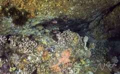 Trachichthys australis