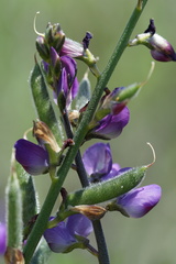 Lupinus truncatus