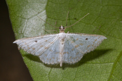 Derambila lumenaria