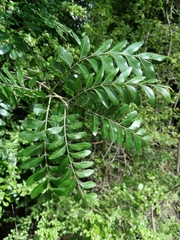 Ptaeroxylon obliquum