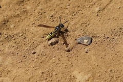 Pterocheilus