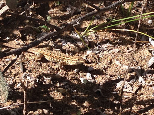 iNaturalist observation photo of Western Side-blotched Lizard