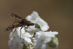 Conophorus fenestratus